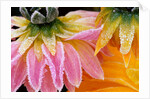 Frost on Dahlia Petals by Anonymous