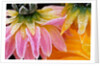 Frost on Dahlia Petals by Anonymous