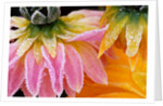 Frost on Dahlia Petals by Anonymous