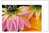 Frost on Dahlia Petals by Anonymous