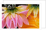 Frost on Dahlia Petals by Anonymous