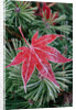Frost on Japanese Maple Leaf and Pine Needles by Anonymous