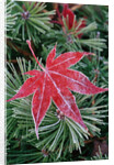 Frost on Japanese Maple Leaf and Pine Needles by Anonymous