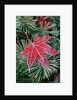 Frost on Japanese Maple Leaf and Pine Needles by Anonymous
