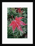 Frost on Japanese Maple Leaf and Pine Needles by Anonymous