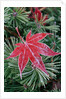 Frost on Japanese Maple Leaf and Pine Needles by Anonymous