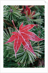 Frost on Japanese Maple Leaf and Pine Needles by Anonymous