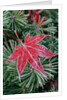 Frost on Japanese Maple Leaf and Pine Needles by Anonymous