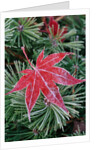 Frost on Japanese Maple Leaf and Pine Needles by Anonymous