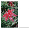 Frost on Japanese Maple Leaf and Pine Needles by Anonymous