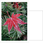 Frost on Japanese Maple Leaf and Pine Needles by Anonymous