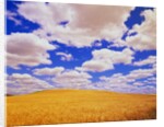 White Clouds Over Wheat Field by Anonymous
