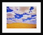 White Clouds Over Wheat Field by Anonymous
