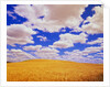 White Clouds Over Wheat Field by Anonymous