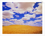 White Clouds Over Wheat Field by Anonymous