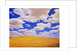 White Clouds Over Wheat Field by Anonymous