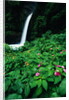 La Paz Waterfall and Blooming Impatiens by Anonymous