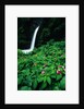 La Paz Waterfall and Blooming Impatiens by Anonymous
