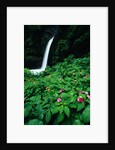 La Paz Waterfall and Blooming Impatiens by Anonymous