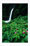 La Paz Waterfall and Blooming Impatiens by Anonymous