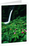 La Paz Waterfall and Blooming Impatiens by Anonymous