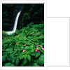 La Paz Waterfall and Blooming Impatiens by Anonymous