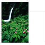 La Paz Waterfall and Blooming Impatiens by Anonymous