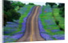 Bluebonnets Along a Highway by Anonymous