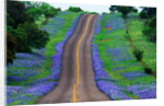 Bluebonnets Along a Highway by Anonymous