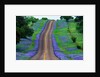 Bluebonnets Along a Highway by Anonymous