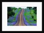 Bluebonnets Along a Highway by Anonymous