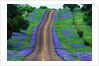 Bluebonnets Along a Highway by Anonymous