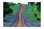 Bluebonnets Along a Highway by Anonymous
