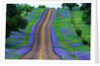 Bluebonnets Along a Highway by Anonymous