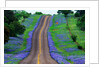 Bluebonnets Along a Highway by Anonymous