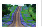 Bluebonnets Along a Highway by Anonymous