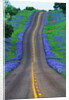 Bluebonnets Along a Highway by Anonymous