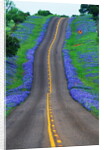 Bluebonnets Along a Highway by Corbis