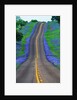 Bluebonnets Along a Highway by Anonymous