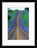 Bluebonnets Along a Highway by Corbis