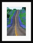 Bluebonnets Along a Highway by Anonymous