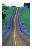 Bluebonnets Along a Highway by Anonymous