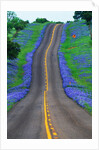 Bluebonnets Along a Highway by Anonymous