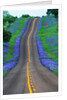 Bluebonnets Along a Highway by Corbis