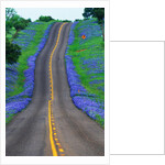 Bluebonnets Along a Highway by Anonymous