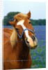 Horse Portrait by Anonymous