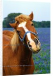 Horse Portrait by Anonymous