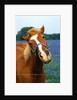 Horse Portrait by Anonymous