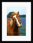 Horse Portrait by Anonymous