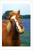 Horse Portrait by Anonymous